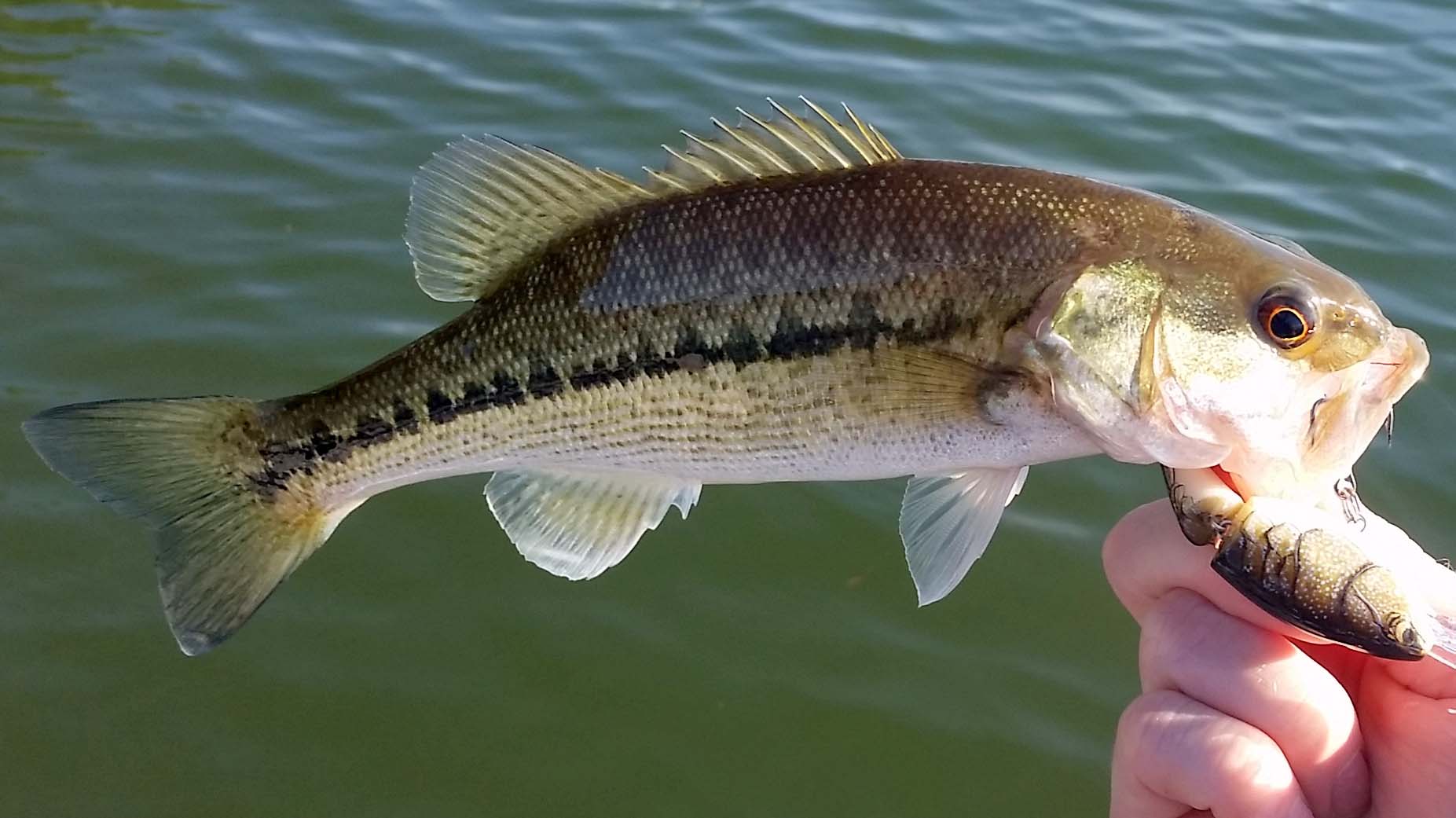 Large Mouth Bass Picture 75