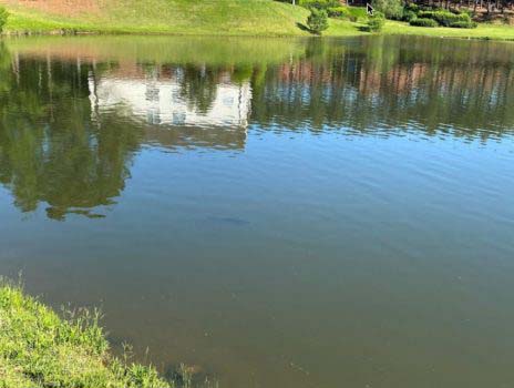 Sight fishing for Grass Carp