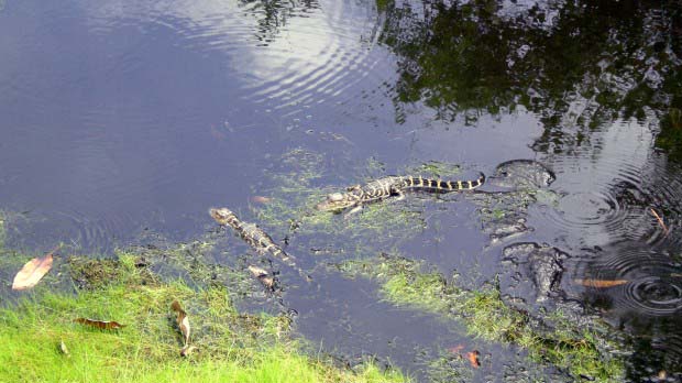 Baby Alligators