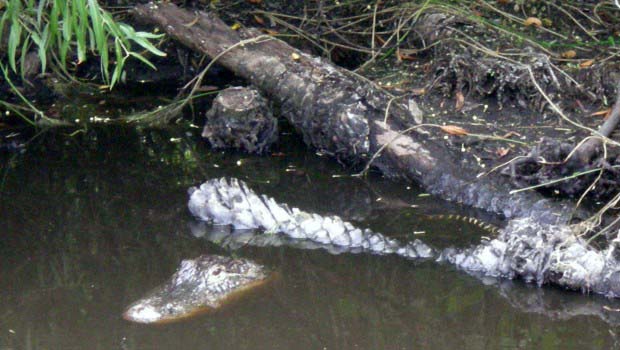 Camouflage Gator