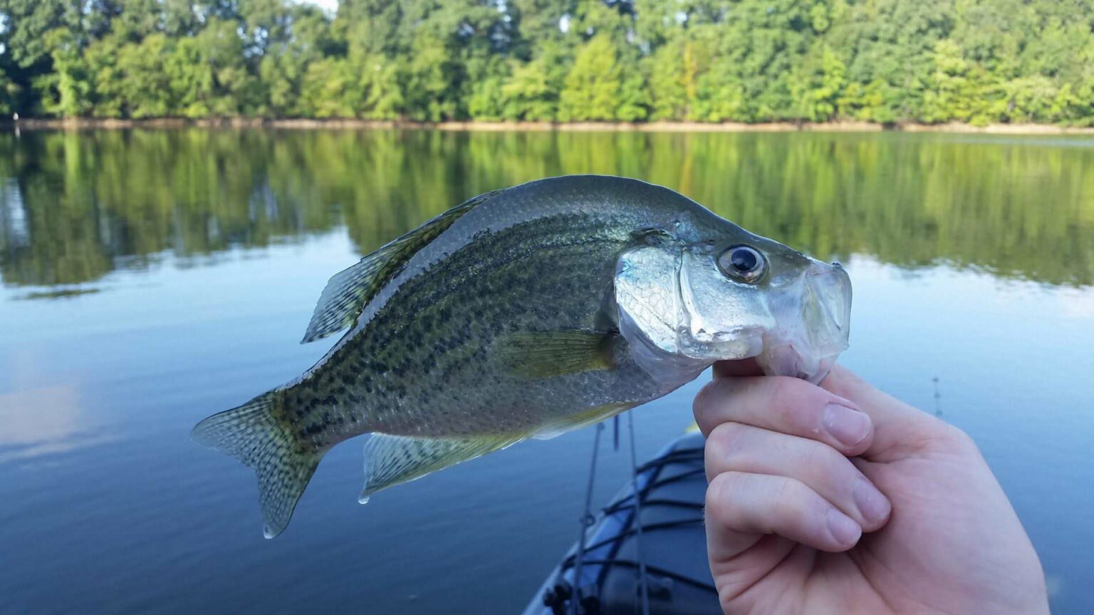 How to Catch Crappie BassGrab