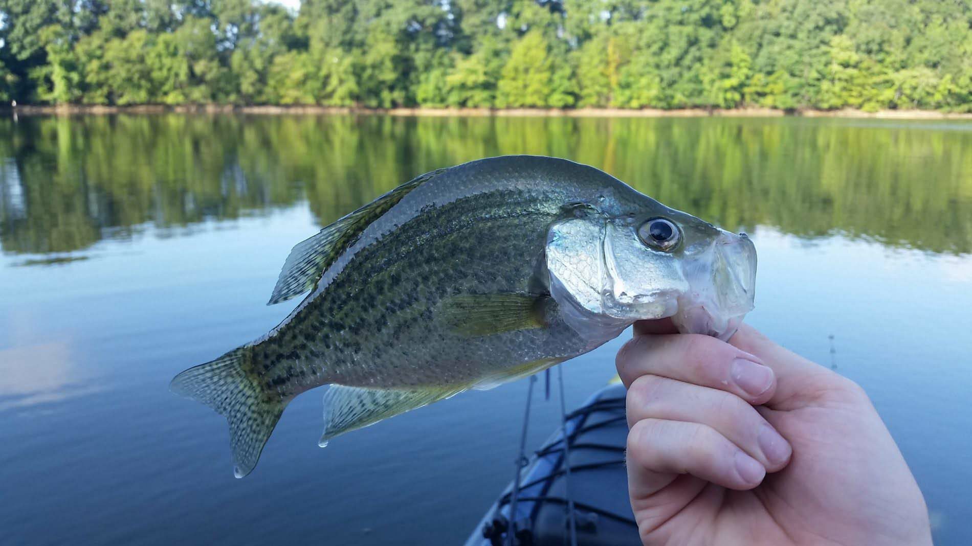 How to Catch Crappie - BassGrab