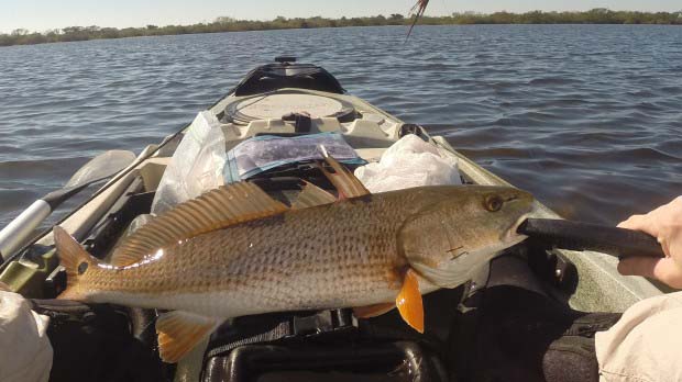 Redfish Fillet