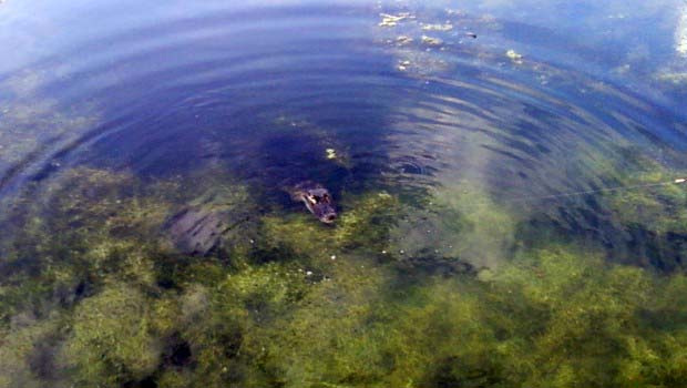 Gator Steals Fish