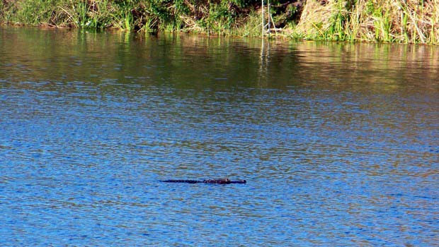 Gator Water Profile