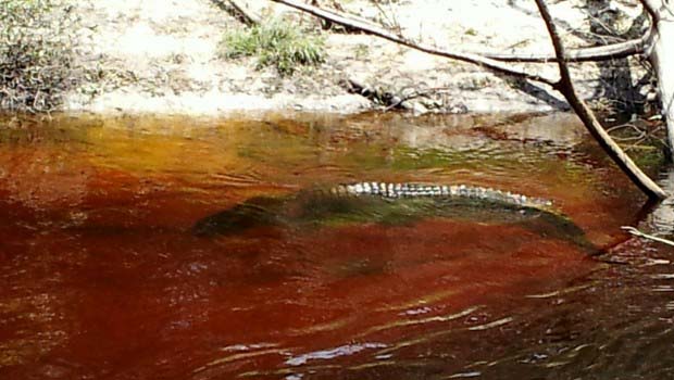 Huge Gator in River