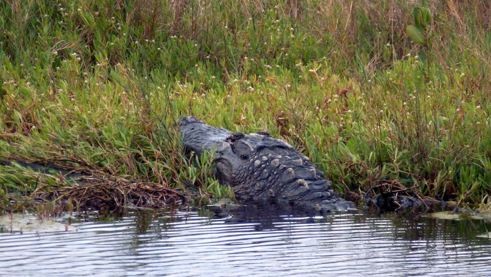 Monster Gator Head