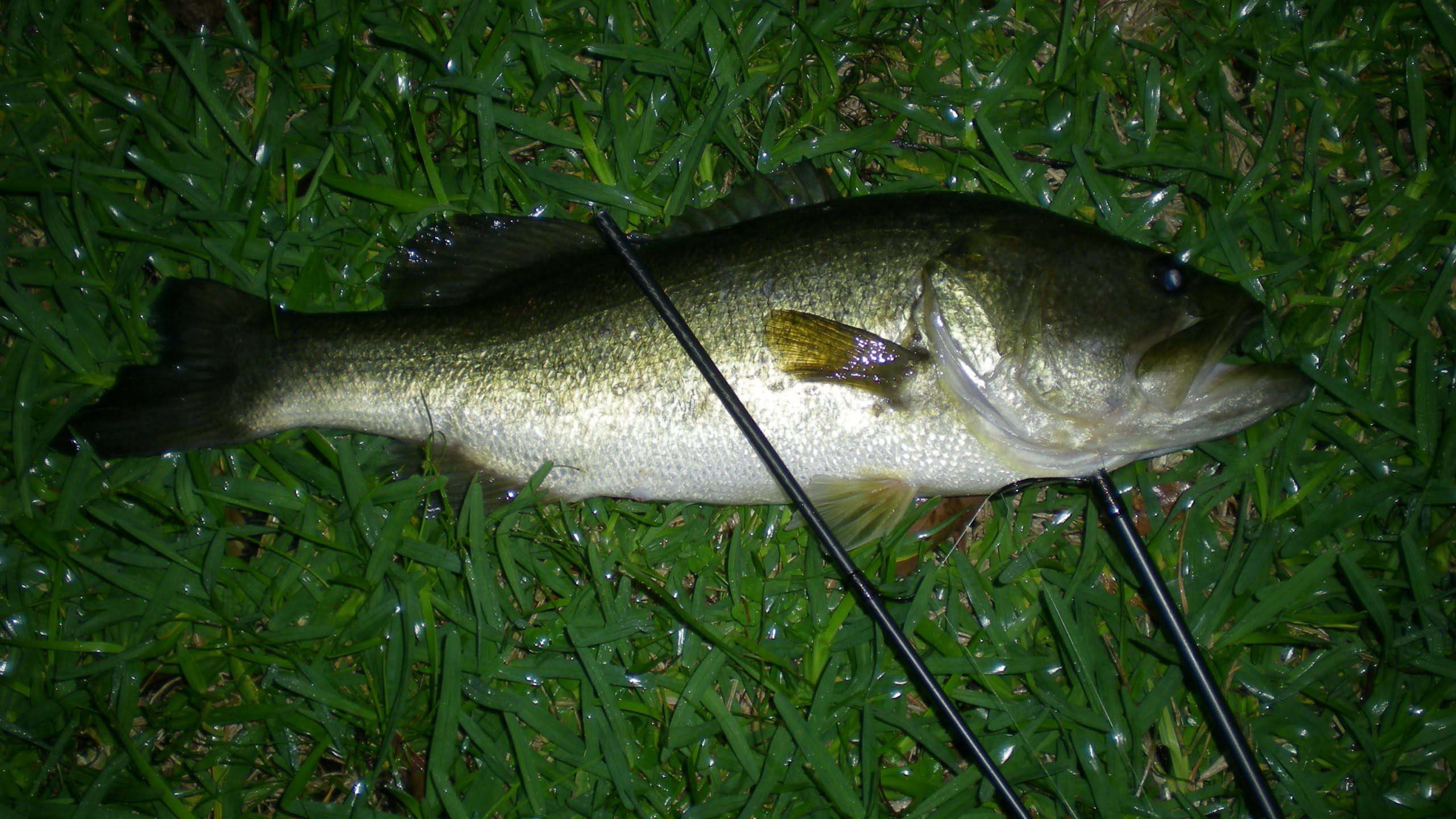 Bass Fishing At Night: How To Succeed - BassGrab