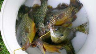 panfish-catch