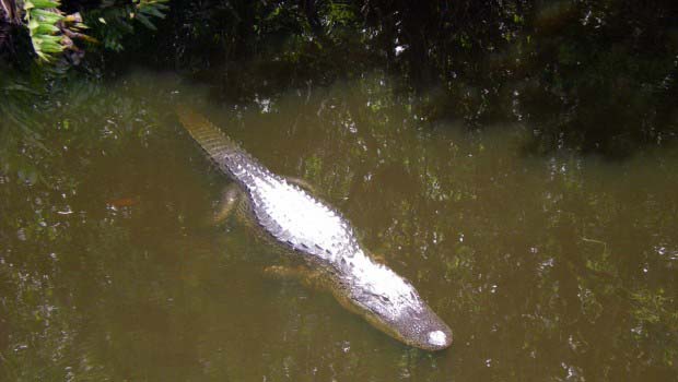 Protective Mama Gator