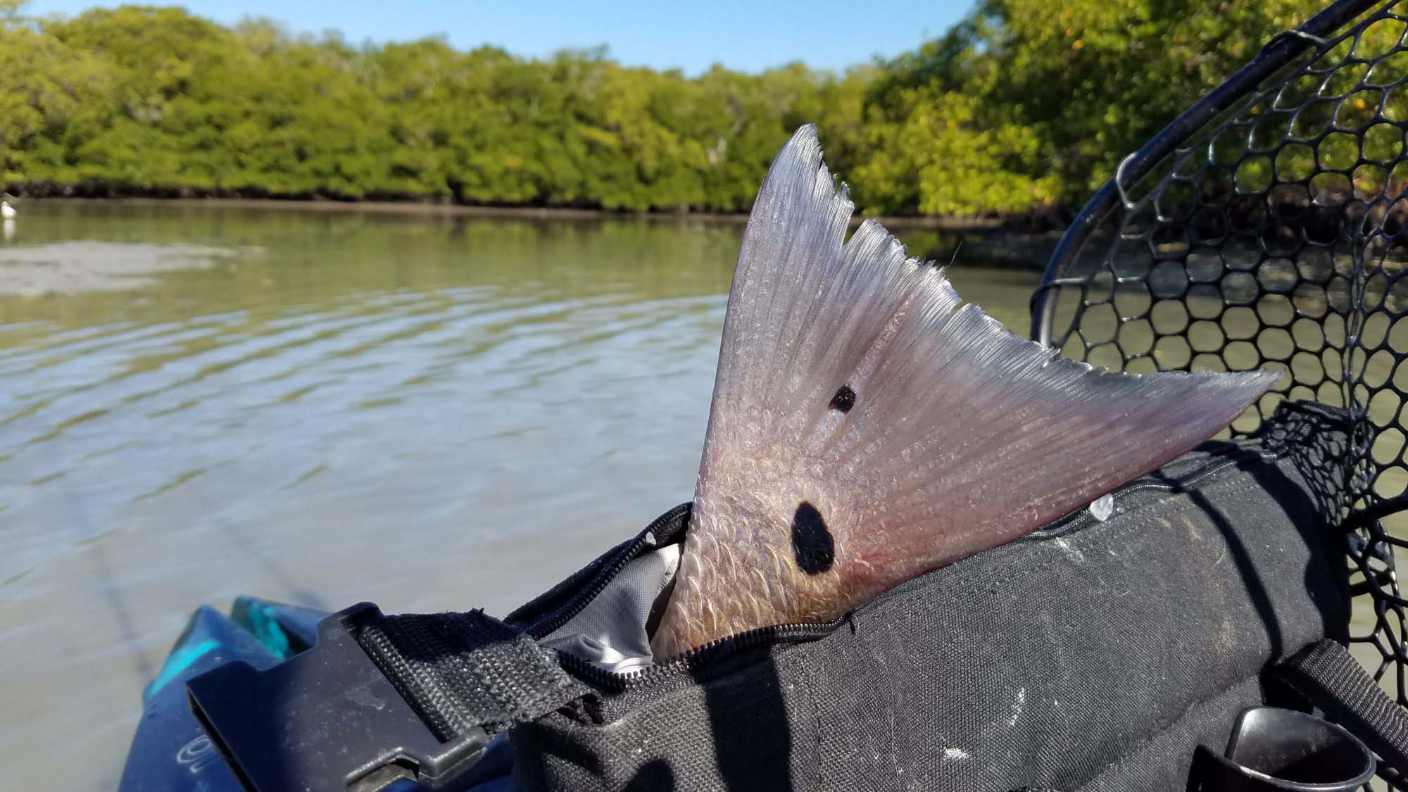 Redfish Tail