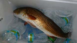 redfish-on-ice