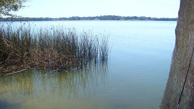 Lake with reeds for bass fishing