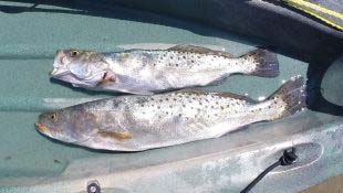 speckled trout in kayak