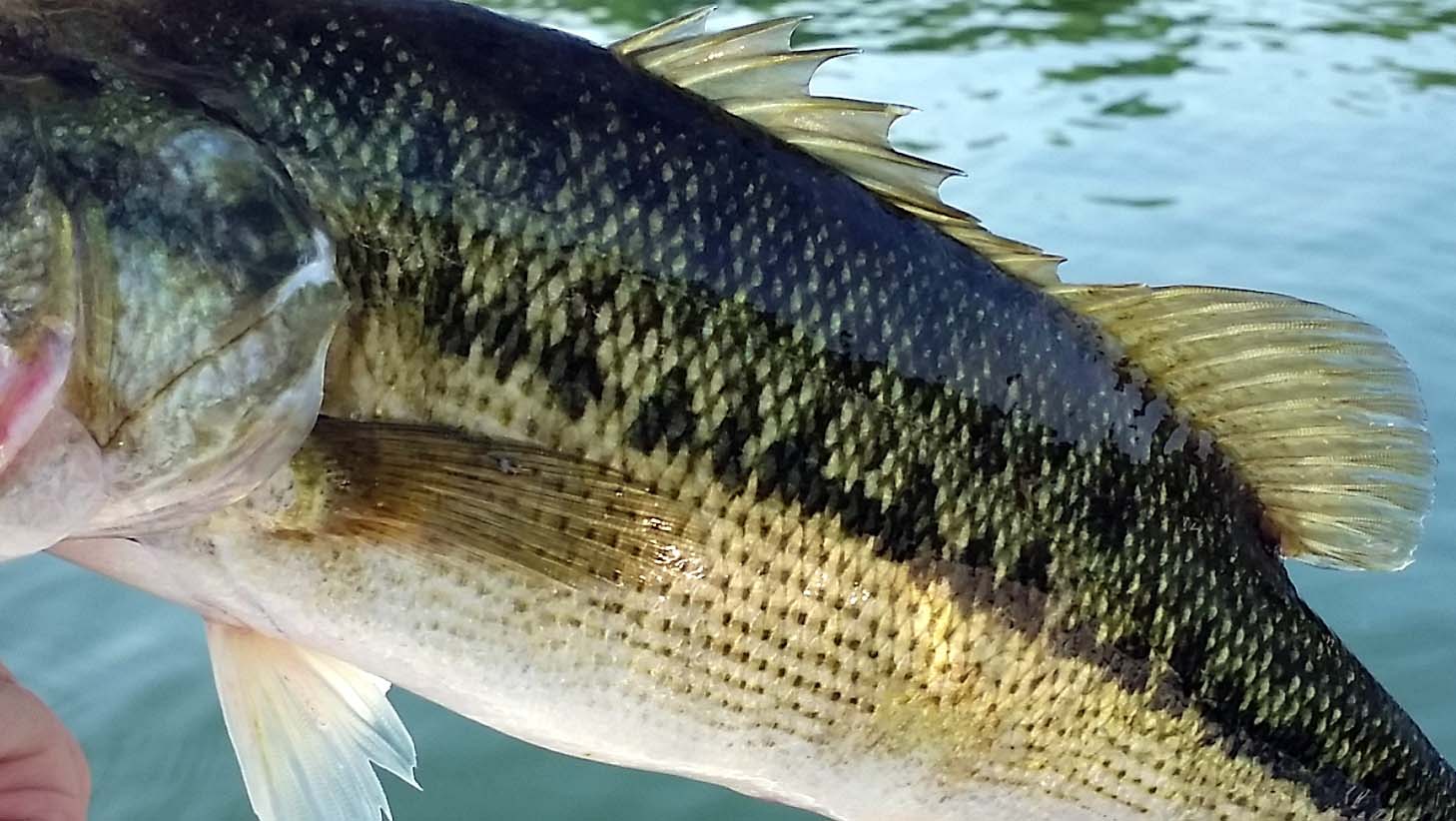 Differences Between Largemouth Bass and Spotted Bass - BassGrab