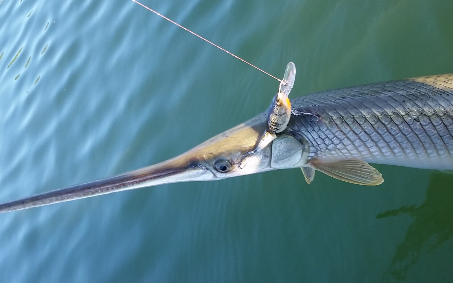 How to Catch Gar BassGrab