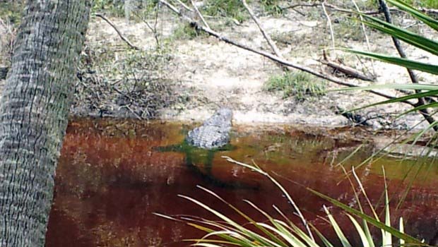 Thick Gator Sunning