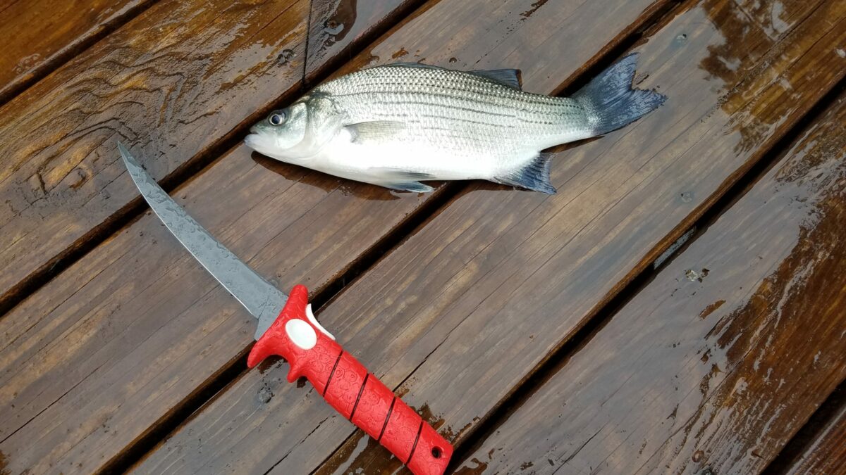 Top Fillet Knives for Fish - BassGrab