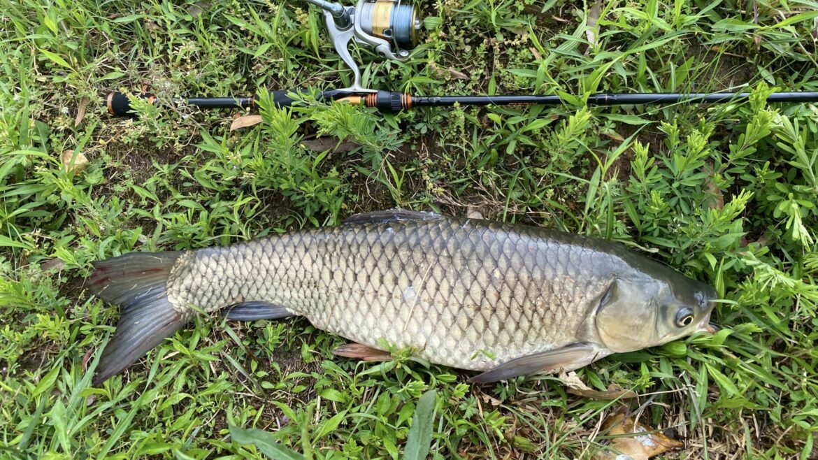 How To Catch Grass Carp BassGrab