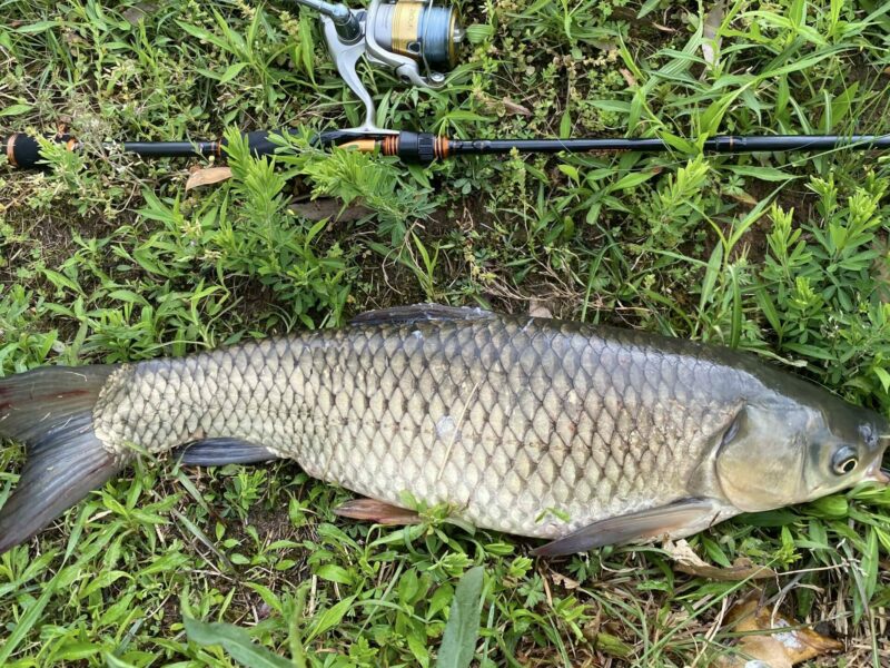 How to Catch a Grass Carp 