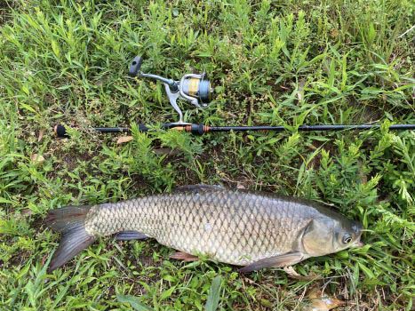 grass carp from a pond