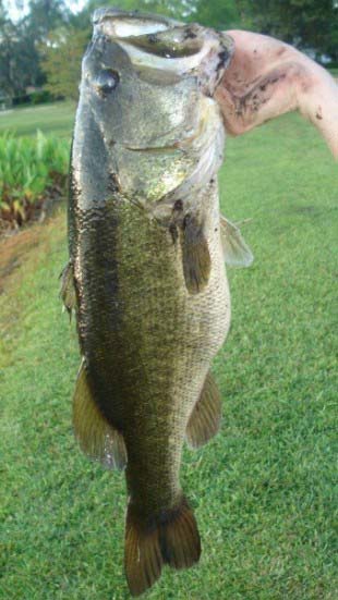 Spawning Bass Hog