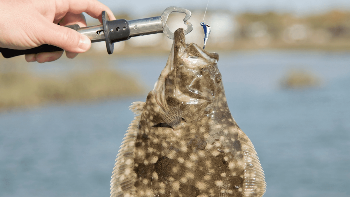 Flounder Fishing in North Carolina - Taking Advantage of a Short