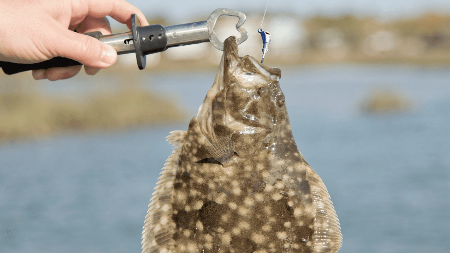 Flounder Fishing in North Carolina Taking Advantage of a Short Season