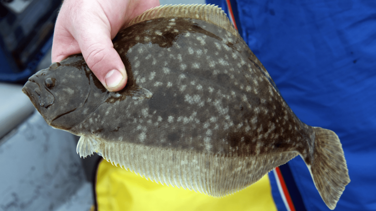 Flounder Fishing in North Carolina - Taking Advantage of a Short Season -  BassGrab