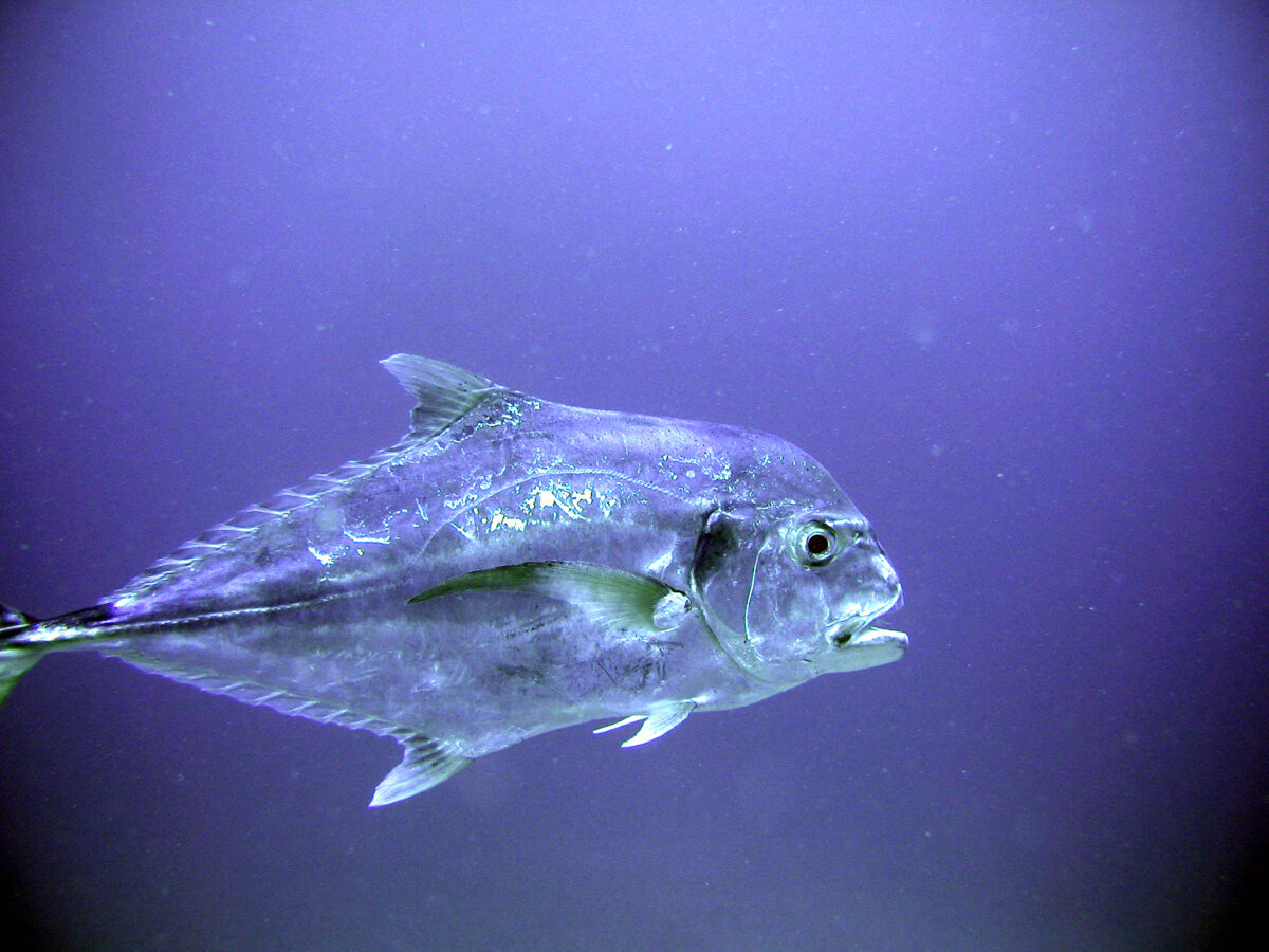 How to Clean an African Pompano  New video on how to clean an